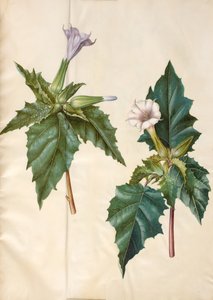 Datura stramonium (gewone doornappel)