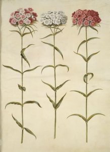 Dianthus barbatus (studenten-anjer) door Hans Simon Holtzbecker