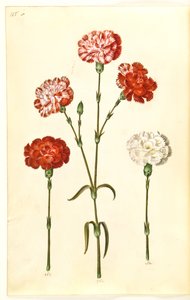 Dianthus caryophyllus (anjer)