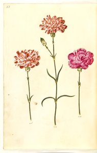 Dianthus caryophyllus (anjer) door Hans Simon Holtzbecker