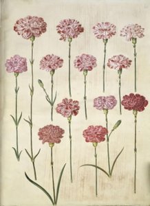 Dianthus caryophyllus (anjer) door Hans Simon Holtzbecker