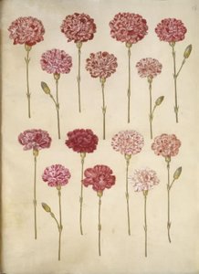 Dianthus caryophyllus (tuinanjer) door Hans Simon Holtzbecker