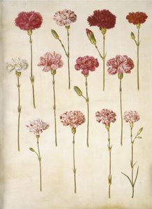 Dianthus caryophyllus (tuinanjer) door Hans Simon Holtzbecker