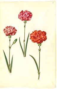 Dianthus caryophyllus (tuinanjer) door Hans Simon Holtzbecker