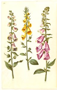 Digitalis purpurea (gewone vingerhoedskruid); Digitalis grandiflora (grootbloemige vingerhoedskruid) door Hans Simon Holtzbecker
