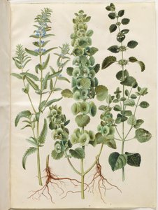 Dracocephalum moldavica (Moldavische drakenkop); Moluccella spinosa (stekelige kelk); Melissa officinalis (citroenmelisse) door Hans Simon Holtzbecker