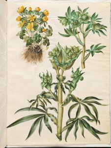 Eranthis hyemalis (winterakoniet); Helleborus viridis (groene nieskruid); Helleborus foetidus (stinkend nieskruid) door Hans Simon Holtzbecker