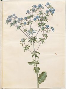 Eryngium planum door Hans Simon Holtzbecker
