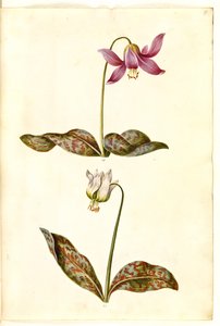 Erythronium dens-canis (echte hondstand)