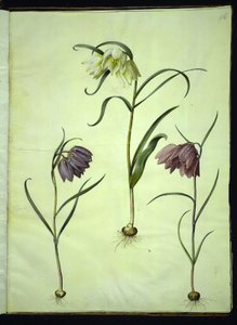 Fritillaria meleagris (gewone kievitsbloem)