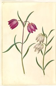 Fritillaria meleagris (gewone kievitsbloem)