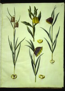 Fritillaria meleagris (gewone kievitsbloem); Fritillaria aurea of Fritillaria tubiformis & moggridgei (kievitsbloem); Fritillaria montana