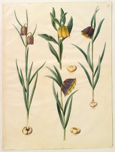 Fritillaria meleagris; Fritullaria lutea eller Fritullaria latifolia var lutea; Fritillaria pyrenaica door Hans Simon Holtzbecker
