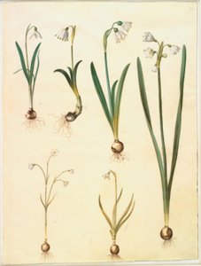 Galanthus nivalis (gewone sneeuwklokje); Leucojum vernum (lenteklokje); Leucojum aestivum (zomerklokje); Leucojum autumnale (herfstklokje)