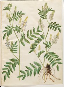 Galega officinalis (medicinale streepbel)