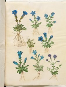 Gentiana acaulis (stengelloze gentiaan); Gentiana verna (voorjaarsgentiaan); Gentiana acaulis (stengelloze gentiaan); Gentiana (soort gentiaan)