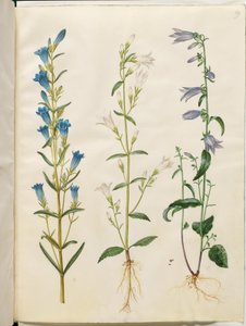 Gentiana pneumonanthe (klokjesgentiaan); Campanula patula (weideklokje); Campanula rapunculoides (rapunzelklokje)