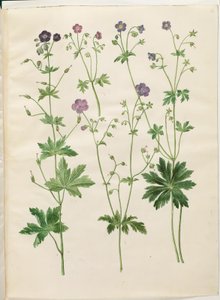 Geranium phaeum (golvende ooievaarsbek); Geranium sylvaticum (bos-ooievaarsbek) door Hans Simon Holtzbecker