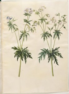 Geranium pratense (weideooievaarsbek) door Hans Simon Holtzbecker