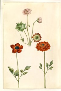 Geranium sanguineum striatum (gestreepte ooievaarsbek); Ranunculus asiaticus (tuinranonkel)