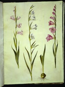 Gladiolus communis (gewone gladiolus)