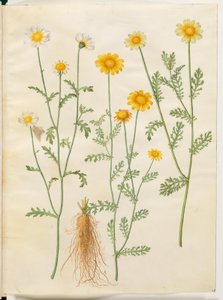 Glebionis coronaria (kroon-ossenbloem)