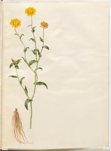 Glebionis segetum (gele ganzenbloem) door Hans Simon Holtzbecker