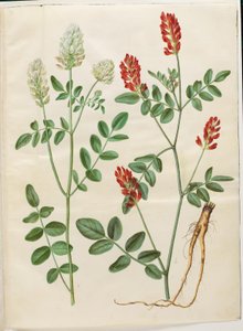 Hedysarum coronarium (rode hanekamklaver) door Hans Simon Holtzbecker