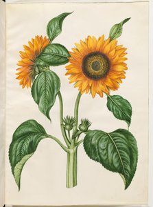 Helianthus annuus (gewone zonnebloem) door Hans Simon Holtzbecker