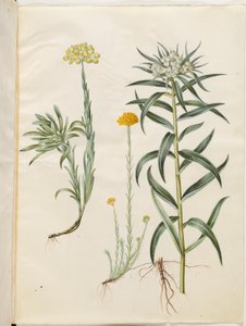 Helichrysum orientale (struik-immortelle); Helichrysum Stoechas (stinkende immortelle); Anaphalis margaritacea (gewone parelmand)
