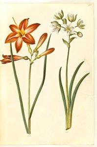 Hemerocallis fulva (bruine daglelie); Ornithogalum arabicum (melkster) door Hans Simon Holtzbecker