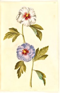 Hibiscus syriacus