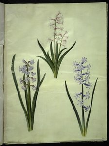 Hyacinthus orientalis (gewone hyacint)