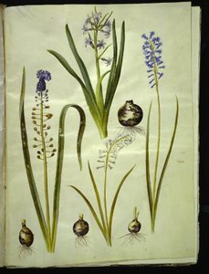 Hyacinthus orientalis (gewone hyacint); Muscari comosum (pluimhyacint); Brimeura amethystina (Pyrenese hyacint)