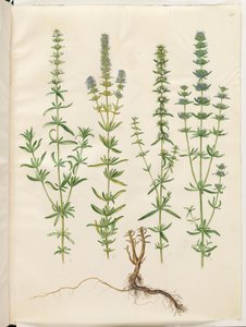 Hyssopus officinalis (echte hyssop) door Hans Simon Holtzbecker