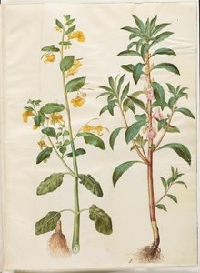 Impatiens noli-tangere (springbalsemien); Impatiens balsamina (tuinbalsemien)