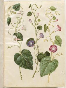 Ipomoea purpurea (purpur-pragtsnerle) door Hans Simon Holtzbecker
