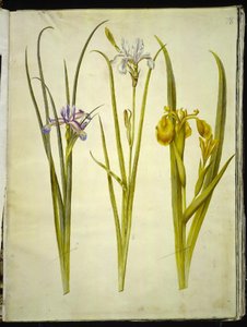 Iris graminea; Iris sibirica; Iris pseudacorus