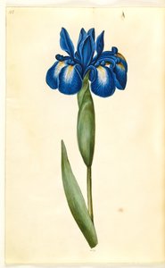 Iris latifolia (Engelse iris) door Hans Simon Holtzbecker