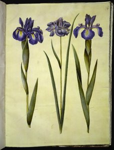 Iris latifolia (Engelse iris); Iris sibirica (Siberische iris) door Hans Simon Holtzbecker