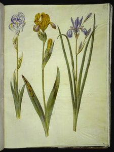 Iris pallida; Iris variegata; Iris sibirica