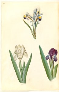 Iris persica (Perzische iris); Iris lutescens of Iris pumila (?) (dwergiris of lage iris) door Hans Simon Holtzbecker