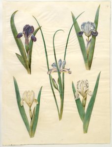 Iris pumila (dwergiris) of Iris lutescens (dwerg-iris); Iris graminea (grasbladige iris) door Hans Simon Holtzbecker
