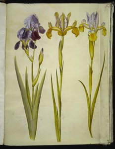 Iris ×sambucina (vlier-iris); Iris latifolia (Engelse iris)