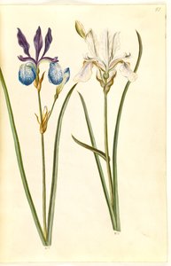 Iris sibirica (Siberische iris)