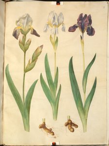 Iris ×squalens (iris-hybride); Iris (iris)