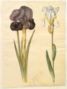 Iris susiana (rouwiris); Iris ×florentina (violetwortel)