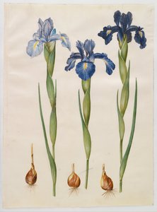 Iris xiphioides door Hans Simon Holtzbecker