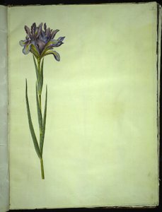 Iris xiphium (Spaanse iris)