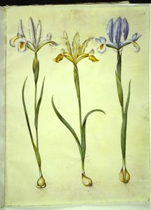 Iris xiphium (Spaanse iris) of Iris latifolia (Engelse iris); Iris xiphium (Spaanse iris)